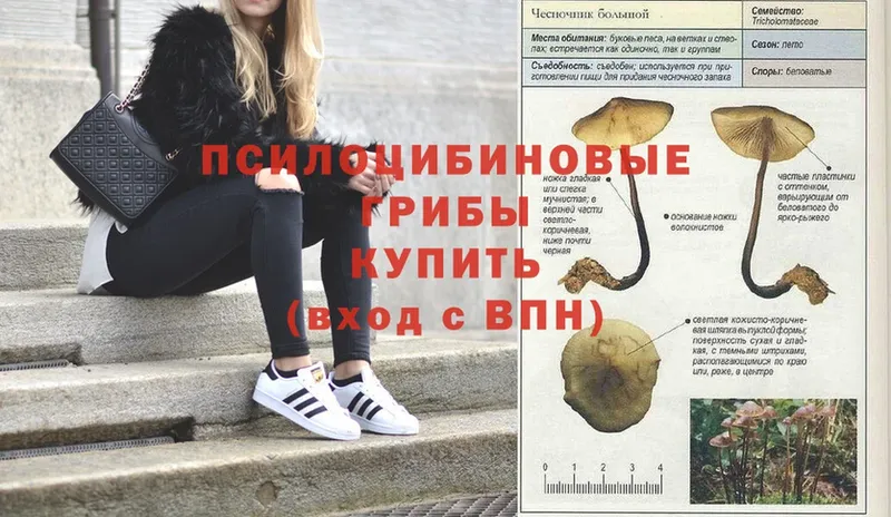 Галлюциногенные грибы Psilocybe  Белокуриха 